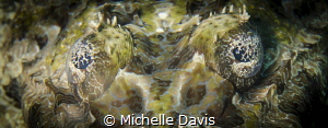 Crocodile Fish Eyes by Michelle Davis 